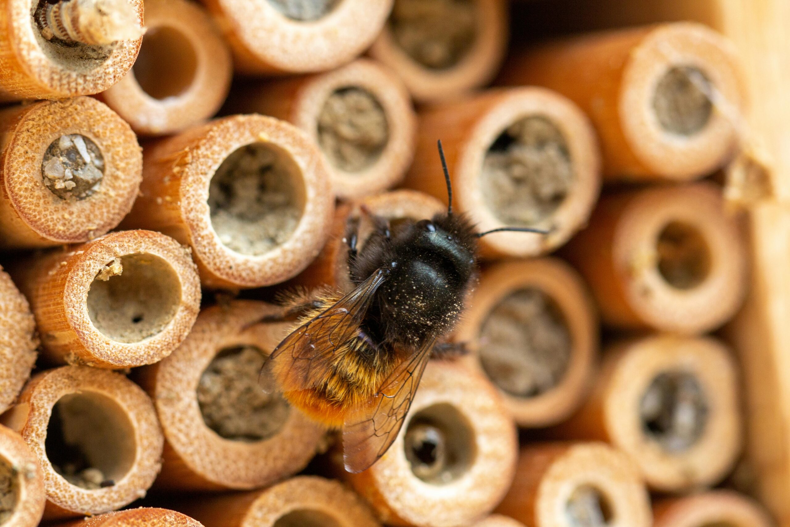 Insektenhotels aus Restmaterialien